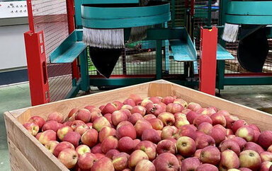 The process of sorting and packaging products in FRUITLINE