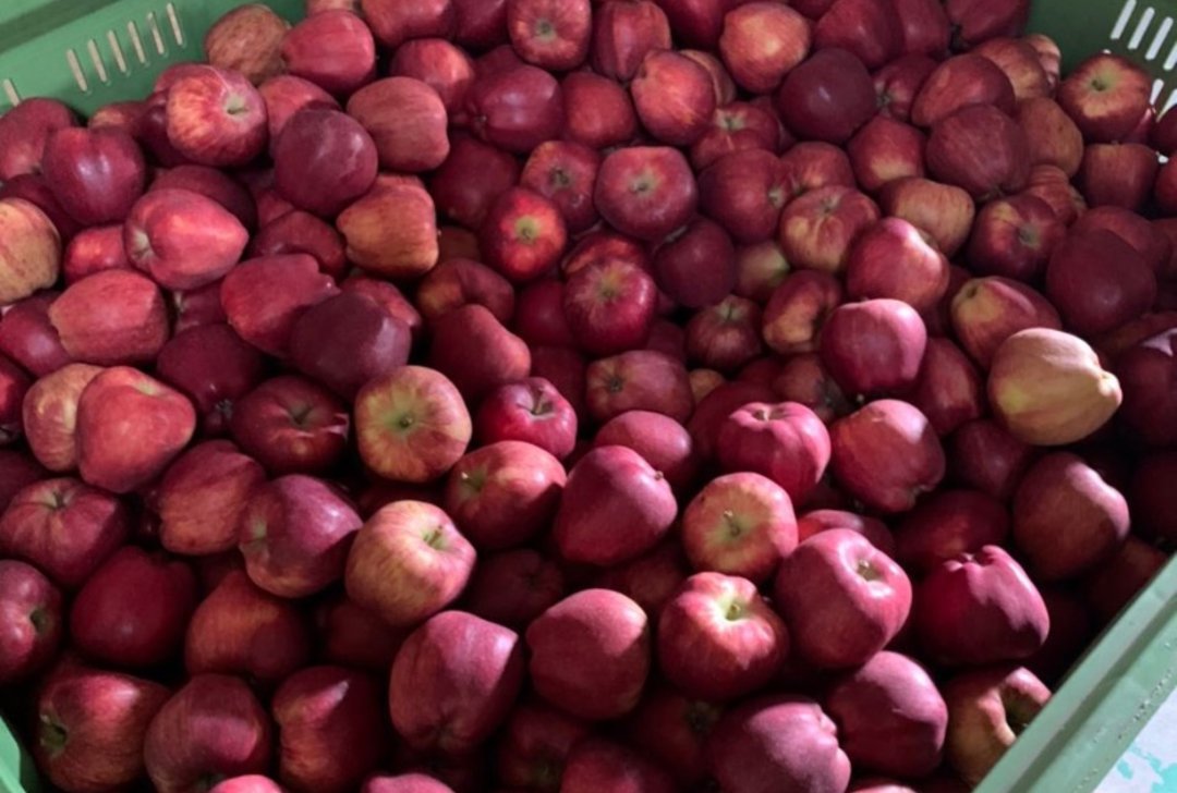Wholesale Red Chief apples from Frutline