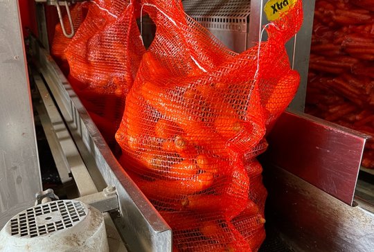 Wholesale Carrot from Frutline