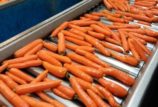 Wholesale Carrot from Frutline