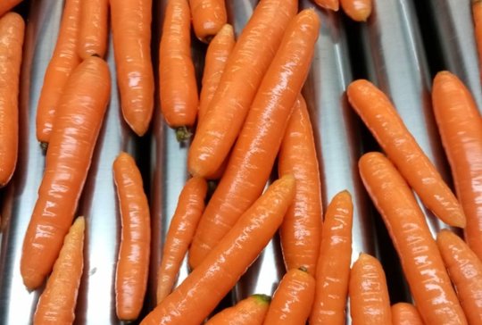 Wholesale Carrot from Frutline