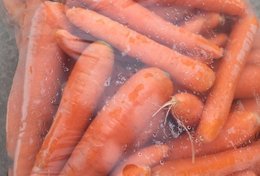 Wholesale Carrot from Frutline