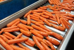 Wholesale Carrot from Frutline
