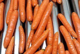 Wholesale Carrot from Frutline