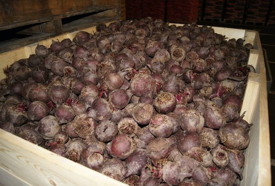 Wholesale Beets from Frutline