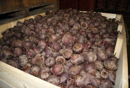 Wholesale Beets from Frutline