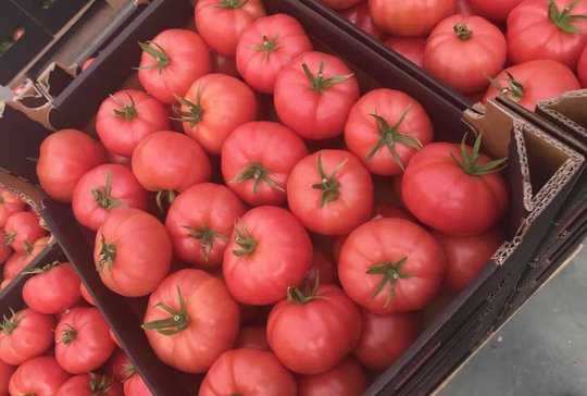 Wholesale Pink Tomatoes from Frutline
