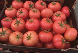 Wholesale Pink Tomatoes from Frutline