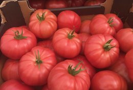 Wholesale Pink Tomatoes from Frutline