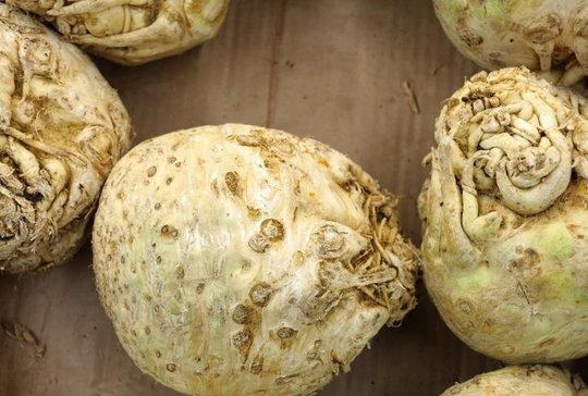 Wholesale Celery Root from Frutline