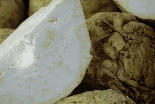 Wholesale Celery Root from Frutline